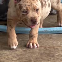 American Bully xxl