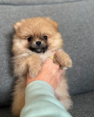 Volpino di pomerania con pedigree 2 mesi ora