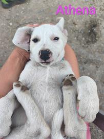 NAPOLEONE, CICCIO, JACK, ATHENA e FIFY, 3 MESI