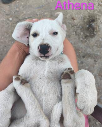 NAPOLEONE, CICCIO, JACK, ATHENA e FIFY, 3 MESI