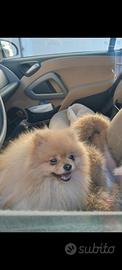 Pomerania disponibili cuccioli colore Orange