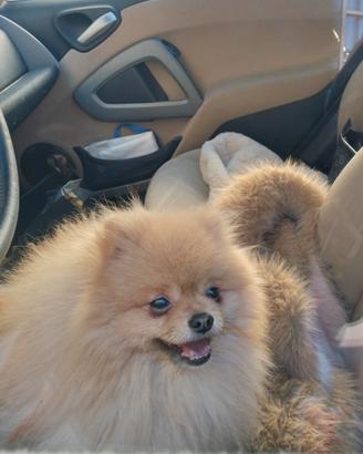 Pomerania disponibili cuccioli colore Orange