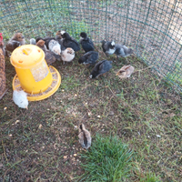 Pulcini e pulcinotti varie razze