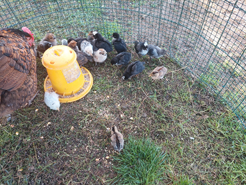 Pulcini e pulcinotti varie razze