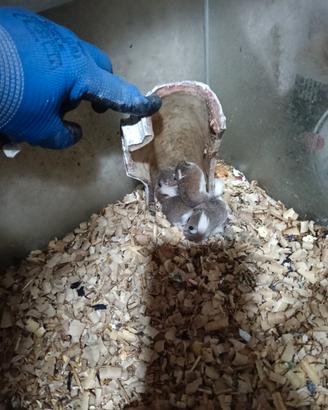 Mini ghiri