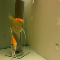 Pterophyllum scalare - Angelfish