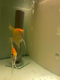 Pterophyllum scalare - Angelfish