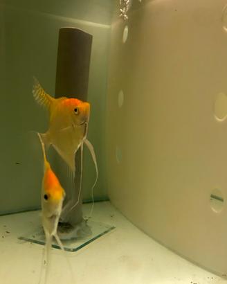 Pterophyllum scalare - Angelfish