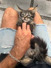 Maine coon