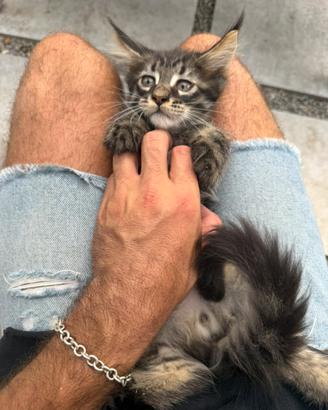 Maine coon