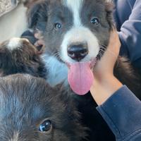 Vendita cane border collie