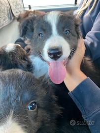 Vendita cane border collie
