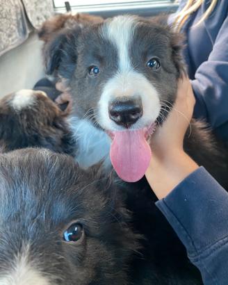 Vendita cane border collie