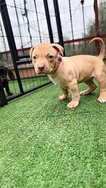 Cuccioli di Pitbull red nose occhi ghiaccio
