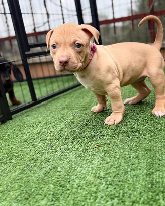 Cuccioli di Pitbull red nose occhi ghiaccio