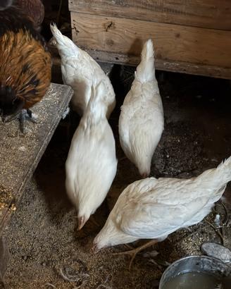Galline livornese