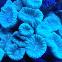 Acquario Marino culastrea Celeste