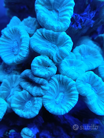Acquario Marino culastrea Celeste