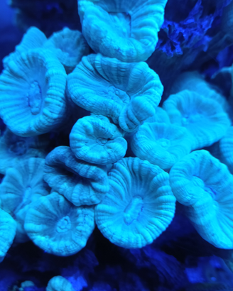 Acquario Marino culastrea Celeste