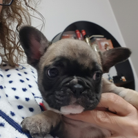 Bulldog