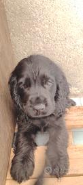 Cocker spaniel cucciolo