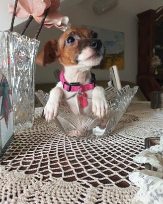 Jack Russell femmina bianca e arancio