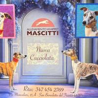 Cuccioli WHIPPET del settembre 2025