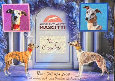 Ultimi cuccioli WHIPPET del luglio 2024