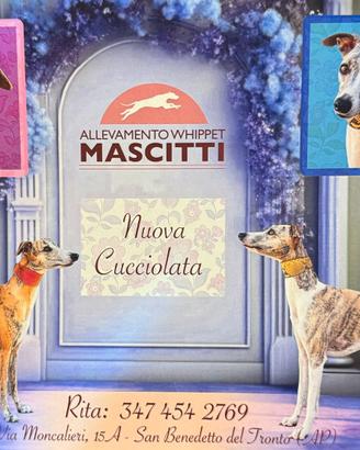 Cuccioli WHIPPET del settembre 2025