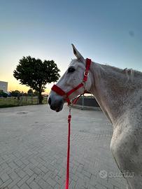 Cavallo