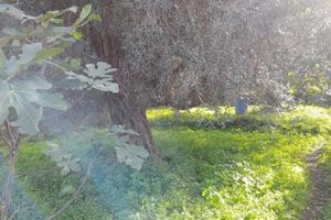 Terreno con piccolo rustico pagamento dilazionato