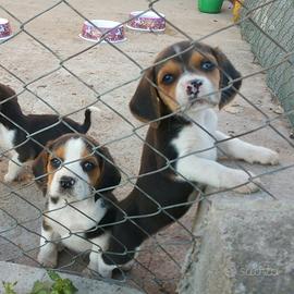 Cuccioli di Beagle