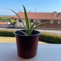 Chlorophytum Ocean – Pianta Falangio