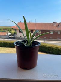 Chlorophytum Ocean – Pianta Falangio