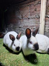 Conigli californiani