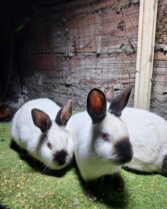 Conigli californiani