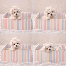 Maltese "mini mini toy" disponibili