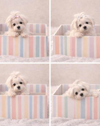 Maltese "mini mini toy" disponibili