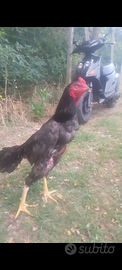 Gallo shamo