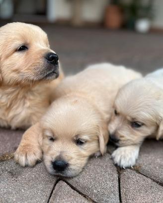 Cuccioli Golden Retriever