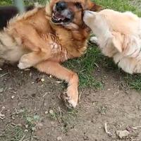REX e SALLY 7 ANNI