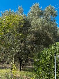 Piante di ulivo