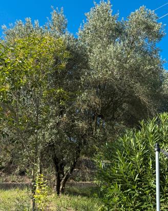 Piante di ulivo