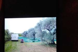 Terreno con uliveto secolare adjacent Oasi n