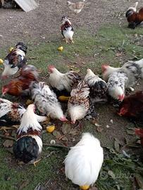 Galli Cocincine