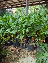 Alocasia cucullata
