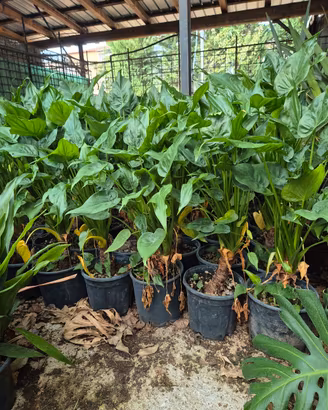Alocasia cucullata