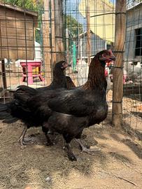 Marans