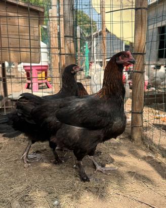 Marans