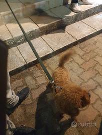 Animali